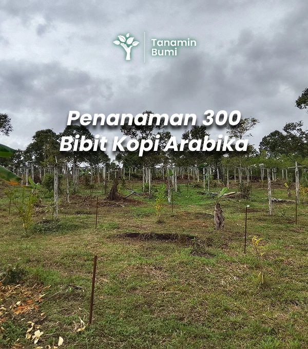 Penanaman 300 Pohon Kopi Arabika bersama PT. Bintang Nusantara Linda di KTH Harapan Sejahtera